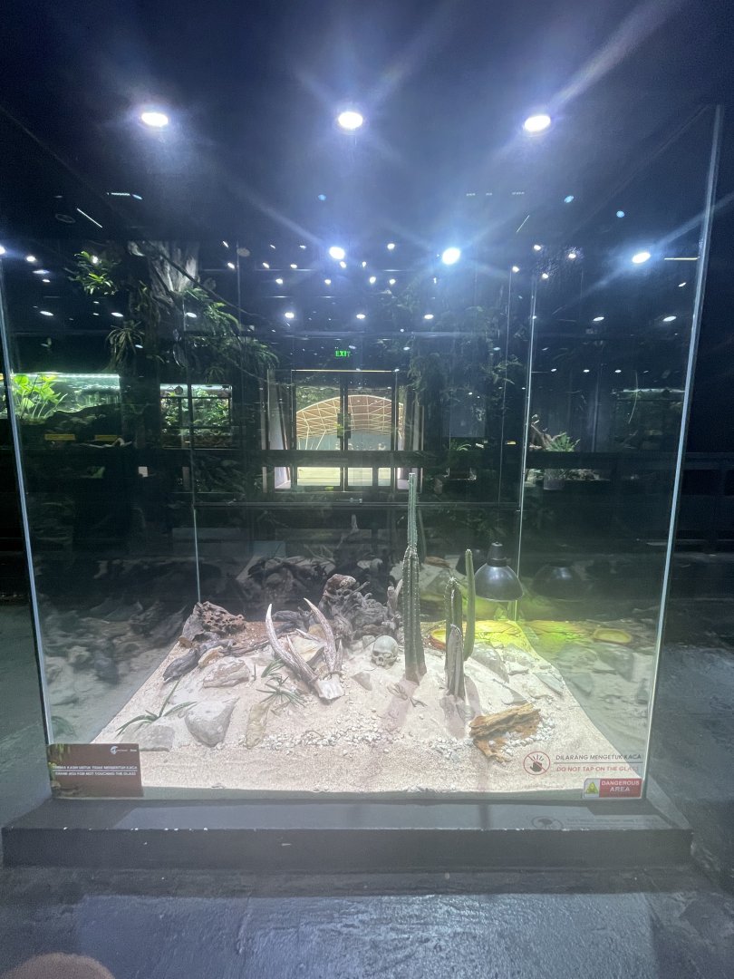 western diamondback rattlesnake exhibit - museum komodo