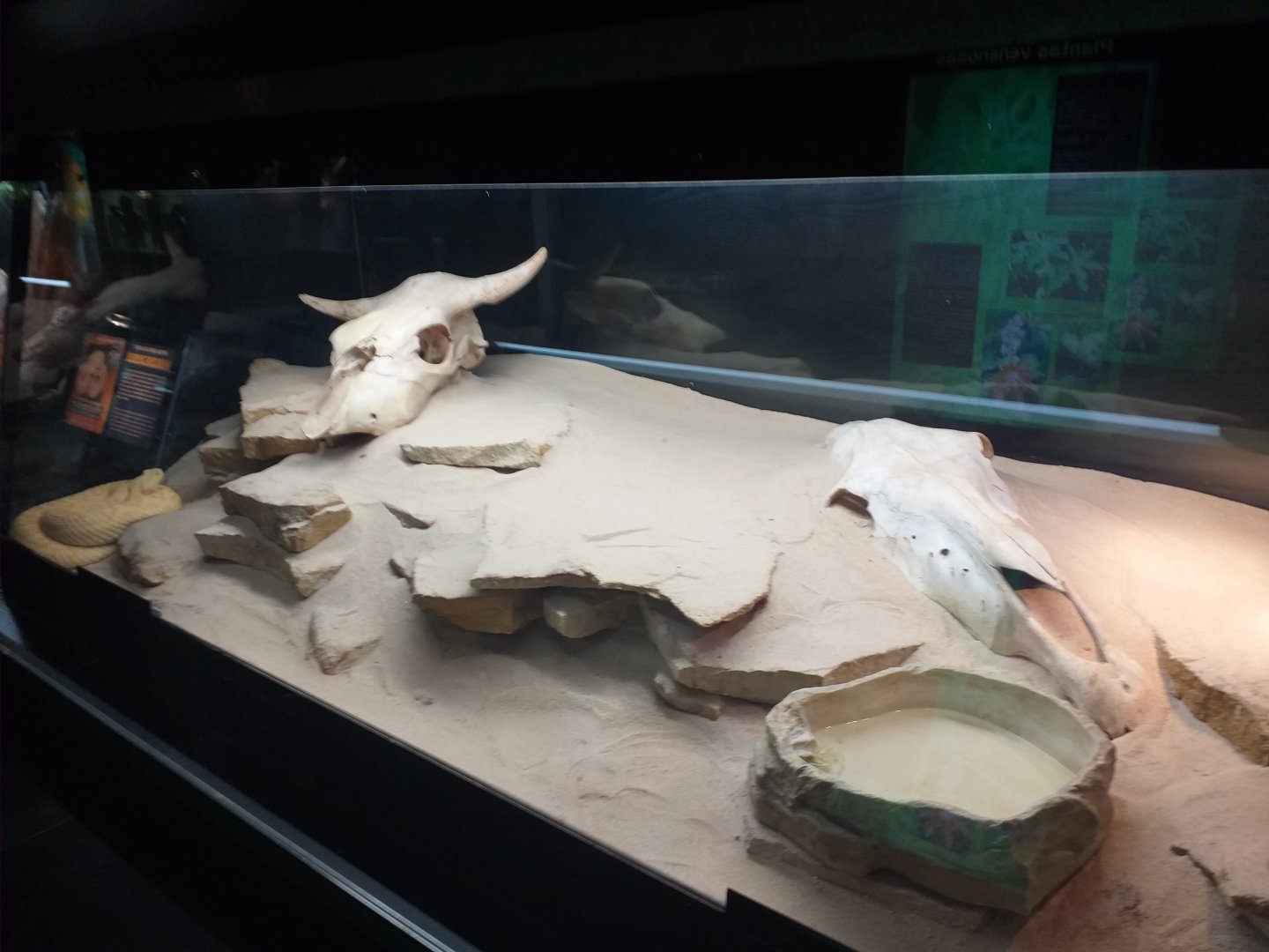 Western diamondback rattlesnake exhibit -TerraNatura Benidorm (2021)