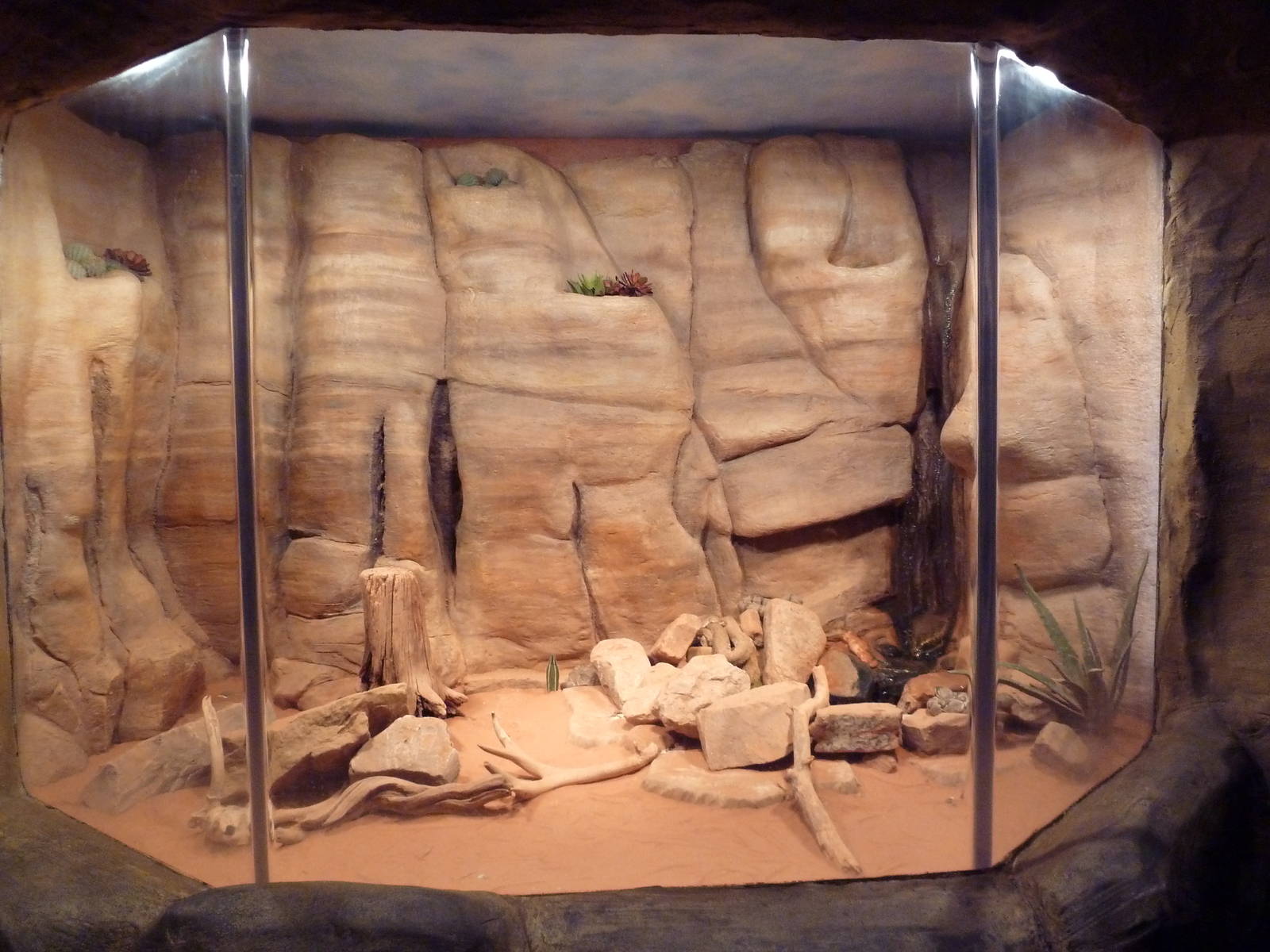 Western Diamondback Rattlesnake Exhibit