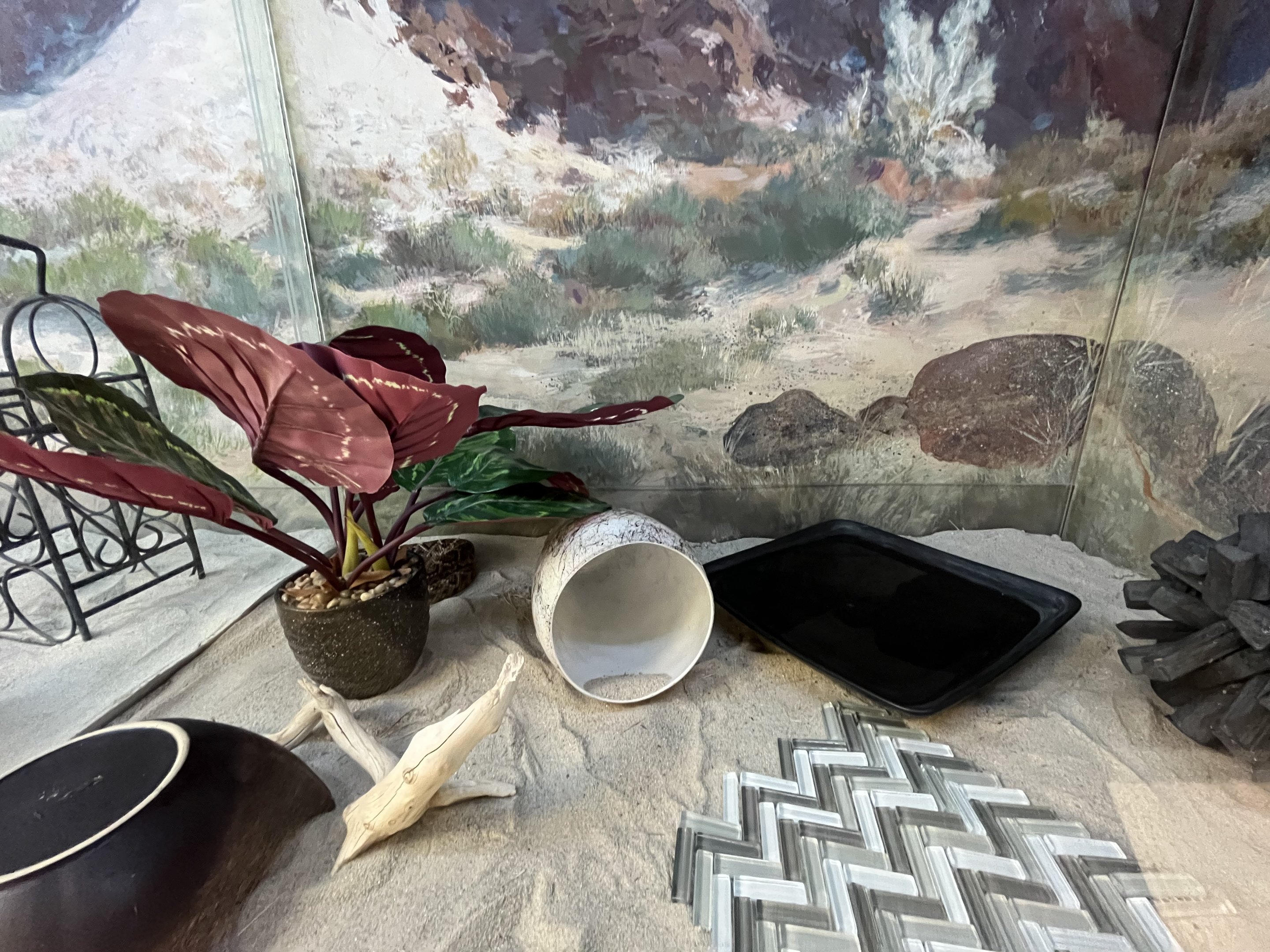 Western Diamondback Rattlesnake Exhibit