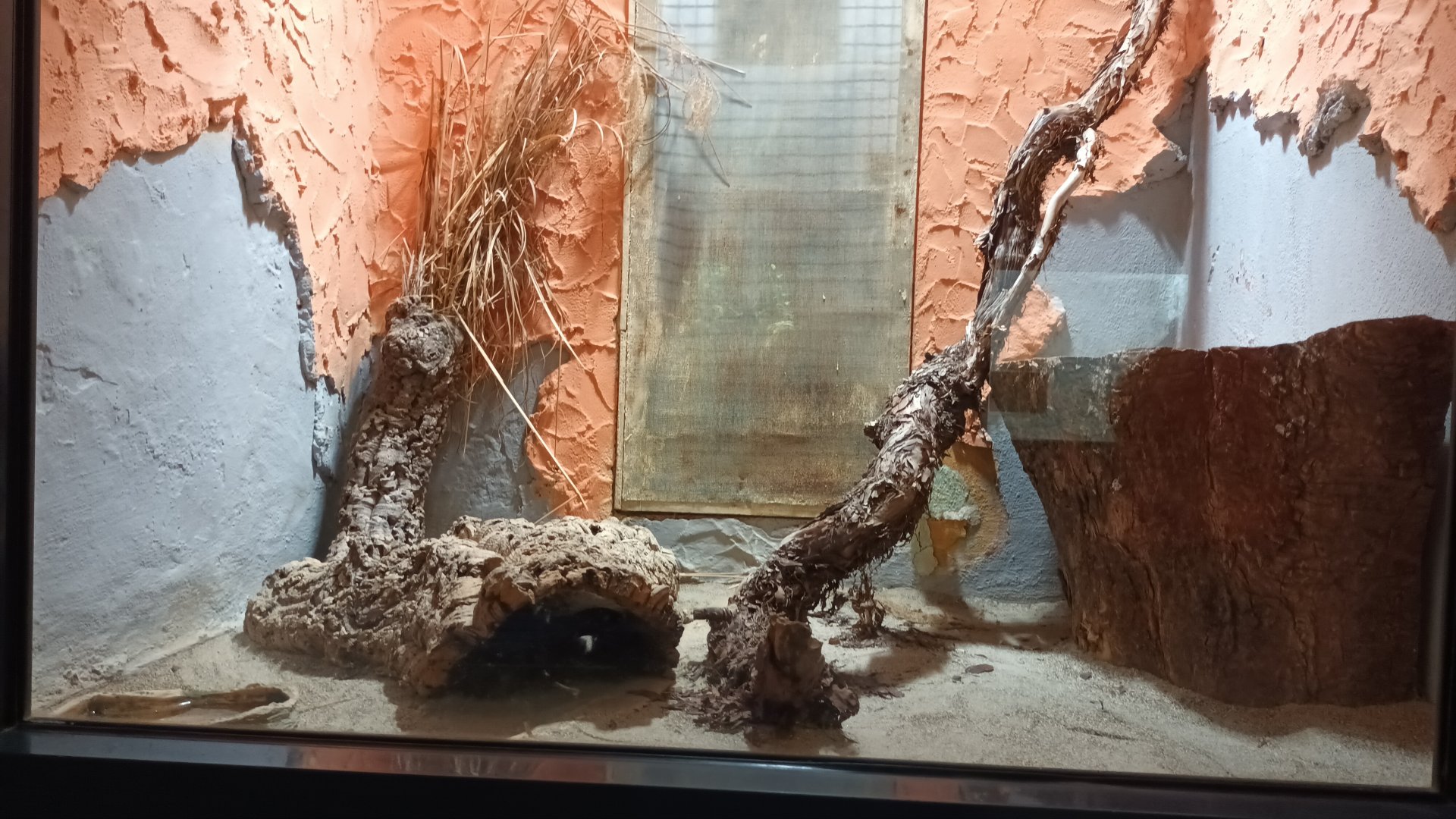 Western Diamondback Rattlesnake Habitat