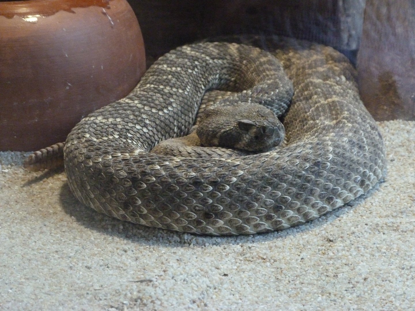 Western diamondback rattlesnake -Parque de la Naturaleza de Cabárceno (2025)