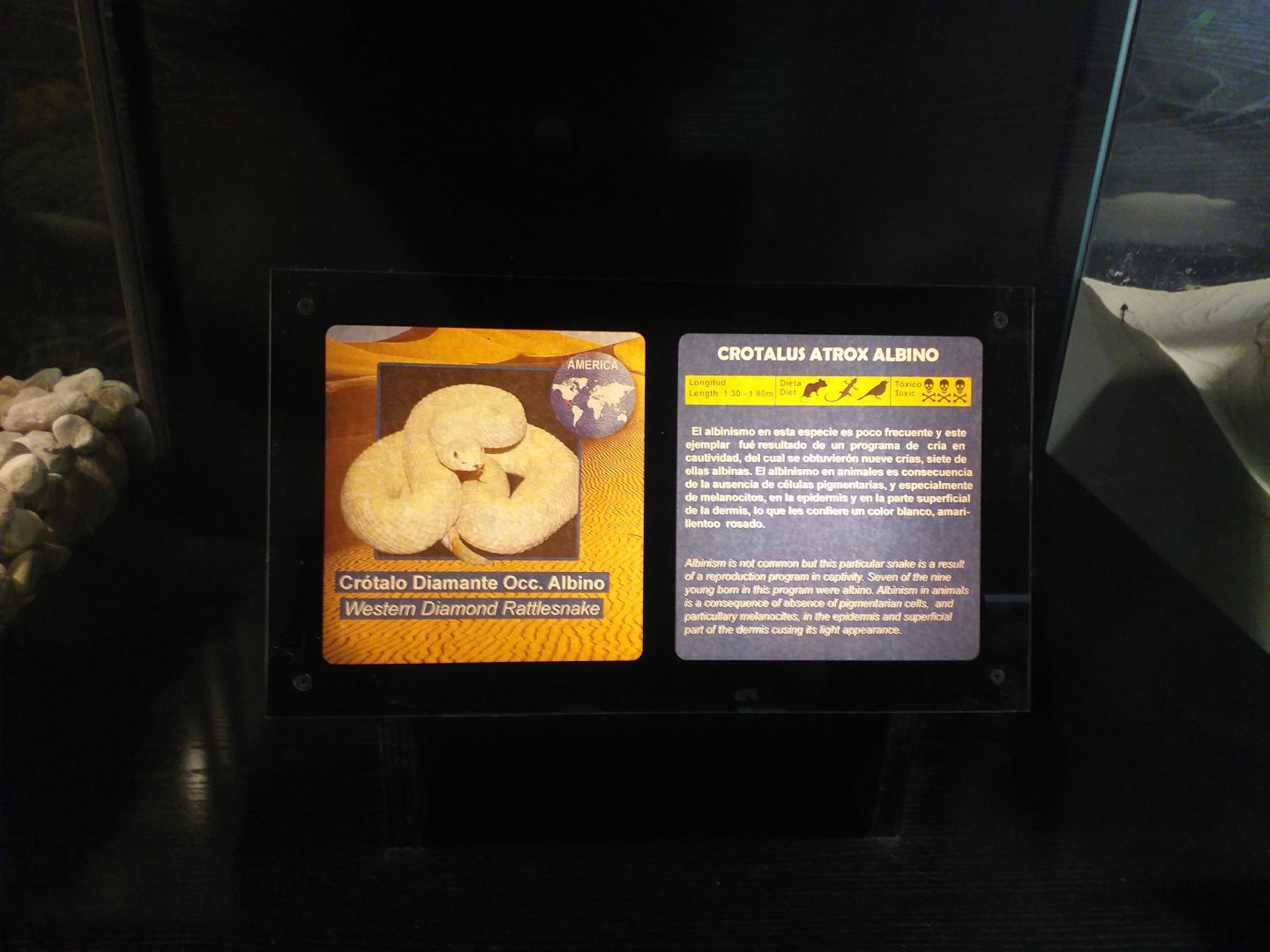 Western diamondback rattlesnake sign -TerraNatura Benidorm (2021)