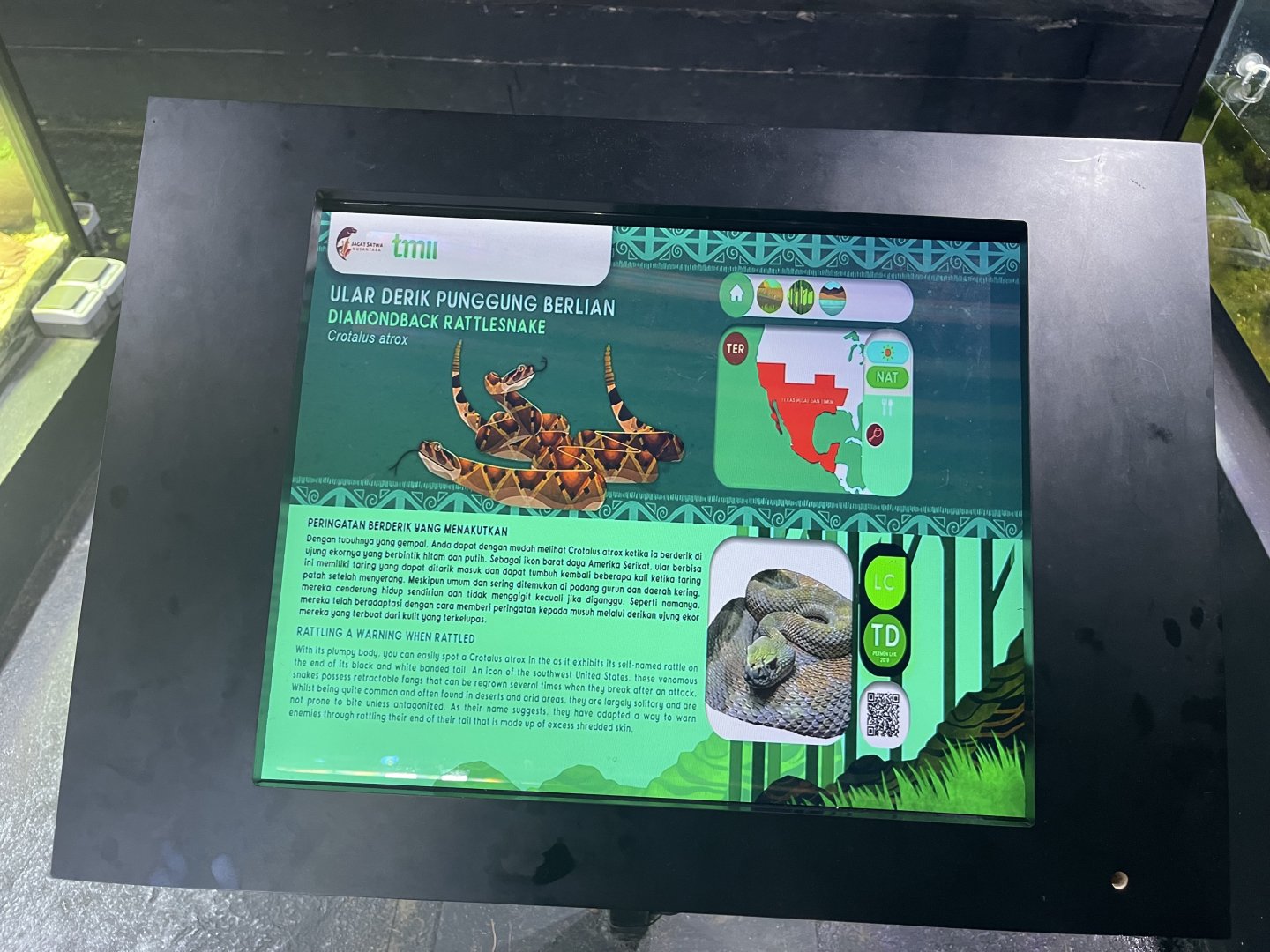 western diamondback rattlesnake signage - museum komodo