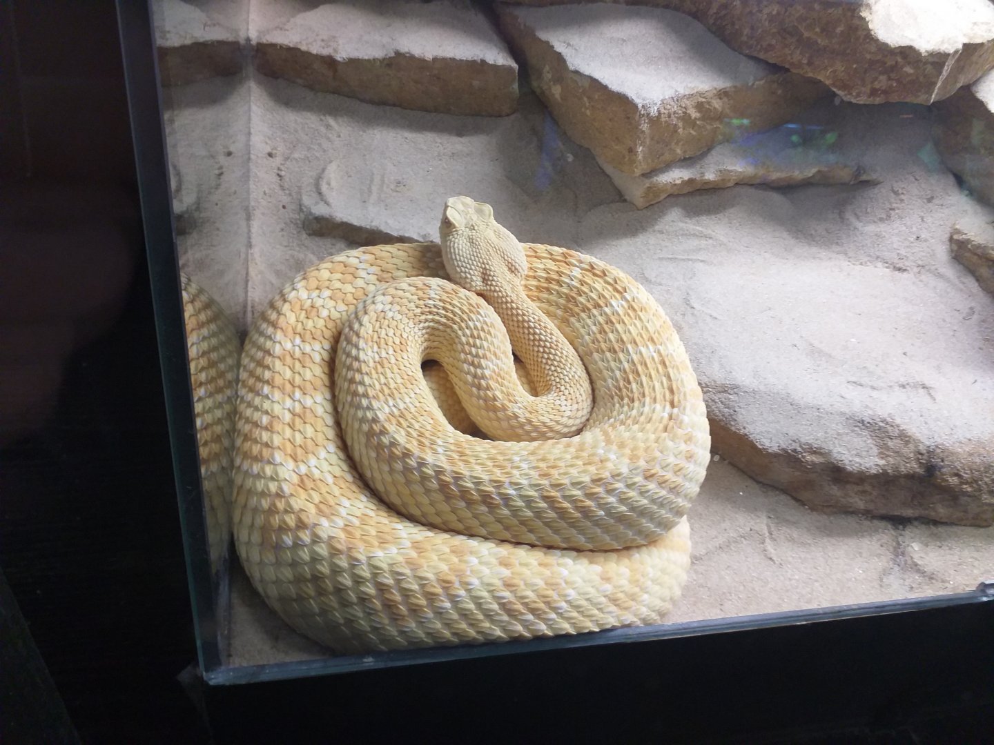 Western diamondback rattlesnake -TerraNatura Benidorm (2021)