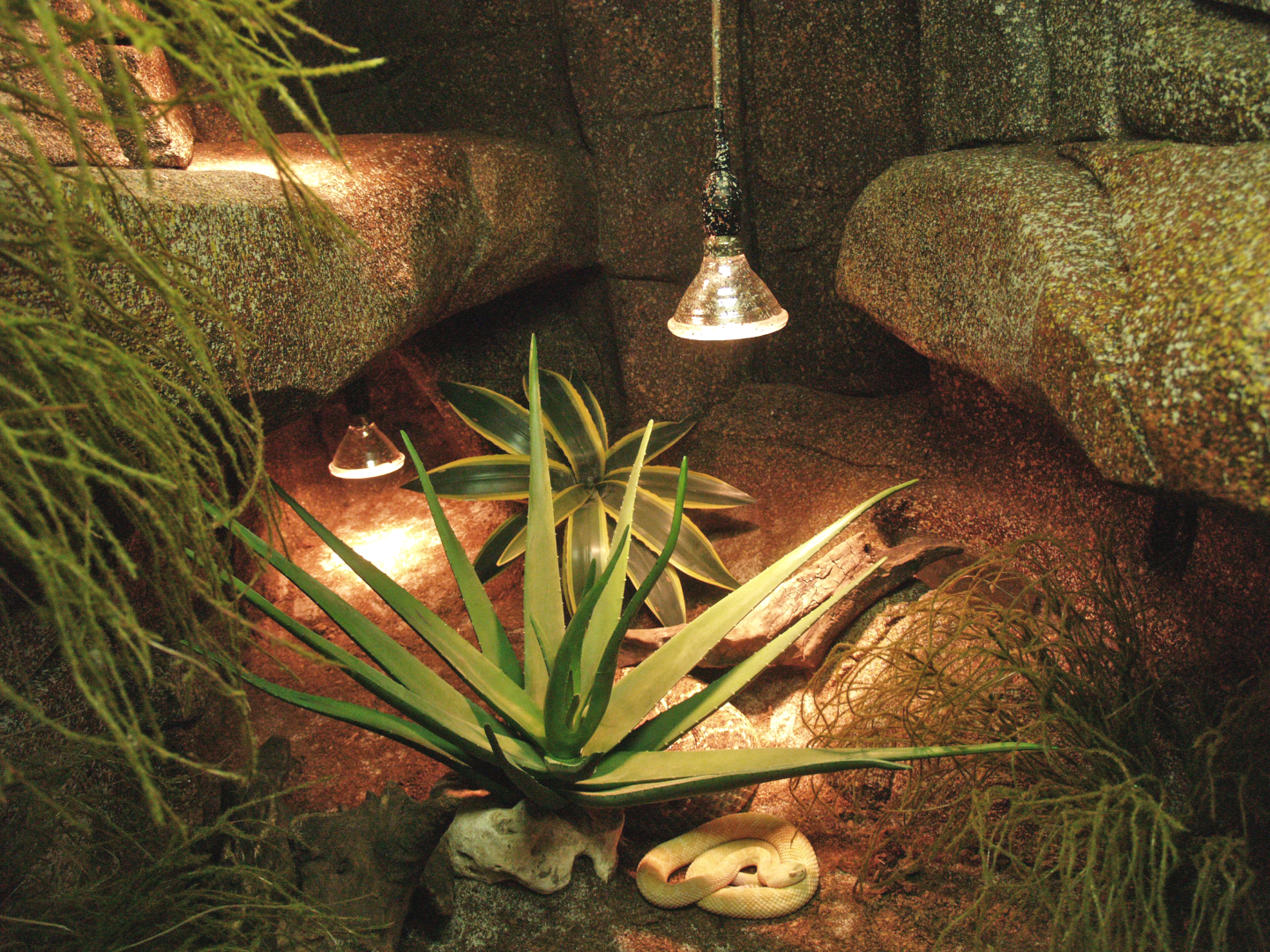 Western diamondback rattlesnake terrarium, 2009-04-14