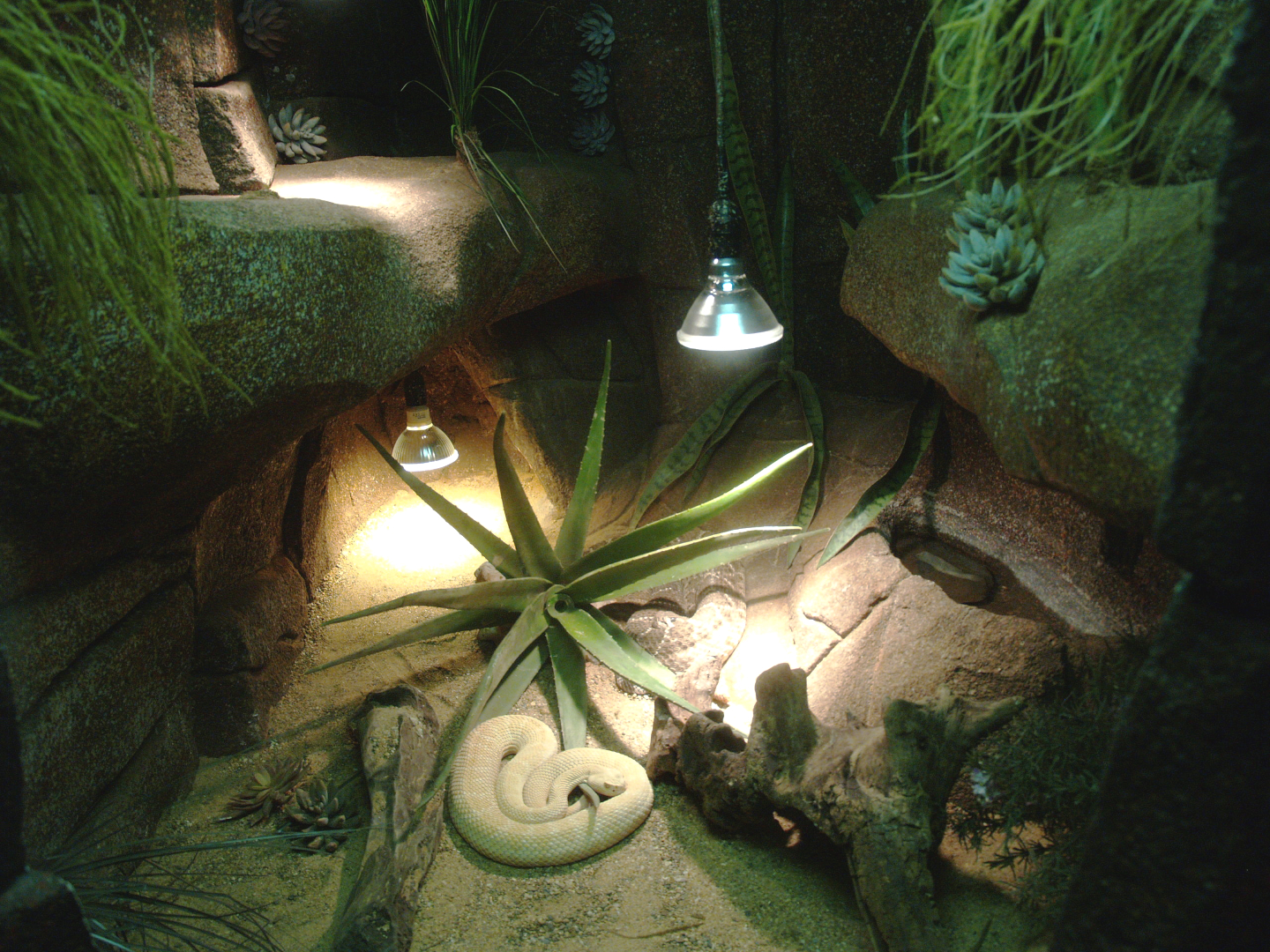 Western diamondback rattlesnake terrarium, 2014-02-16