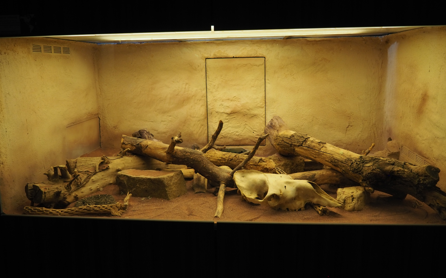 Western diamondback rattlesnake terrarium, 2020-06-28