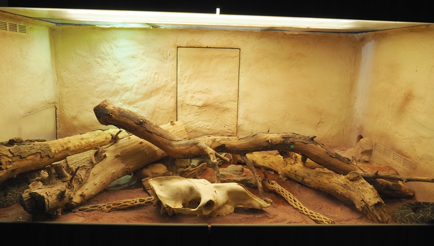 Western diamondback rattlesnake terrarium, 2021-06-12