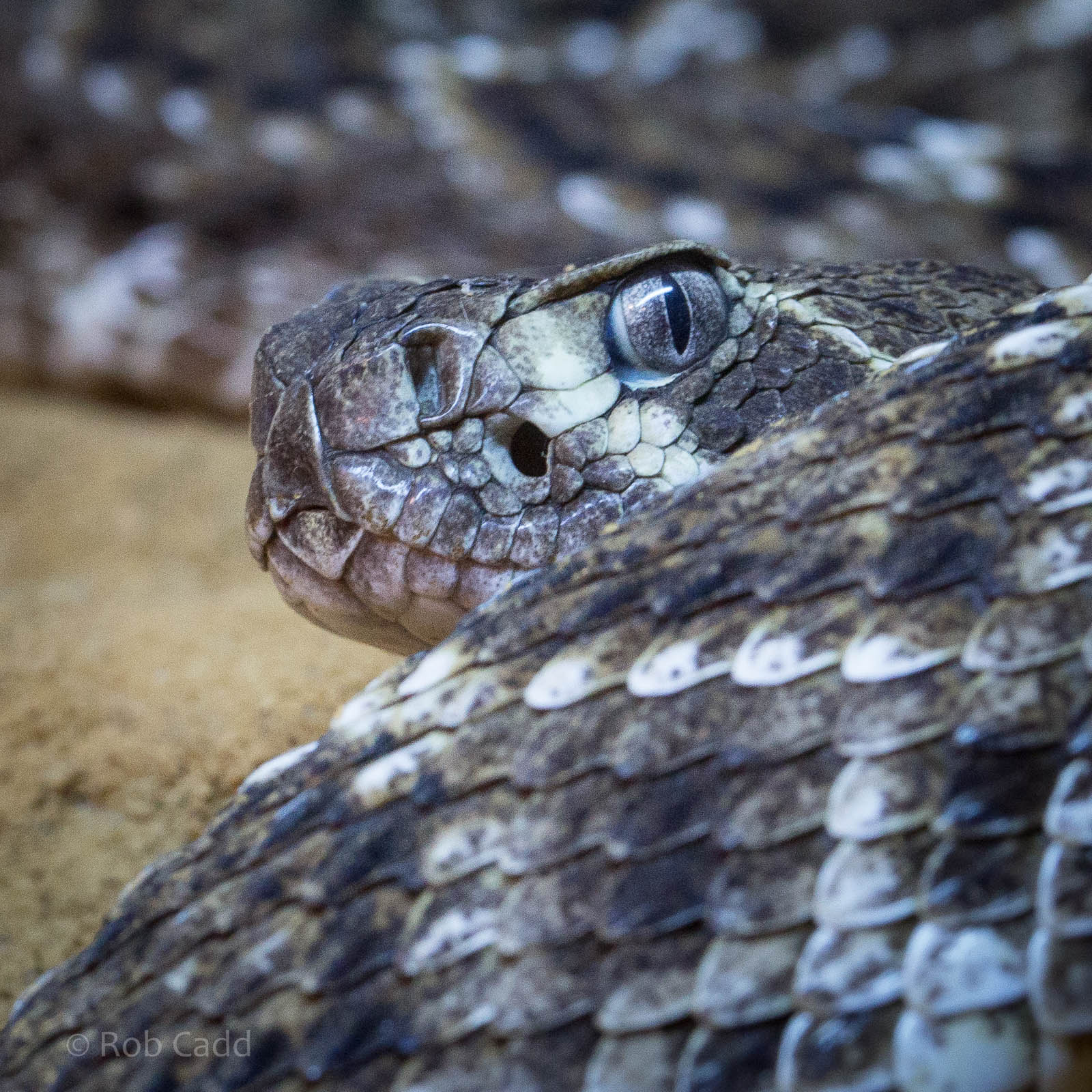 Western diamondback rattlesnake : Wingham : 13 Oct 2014
