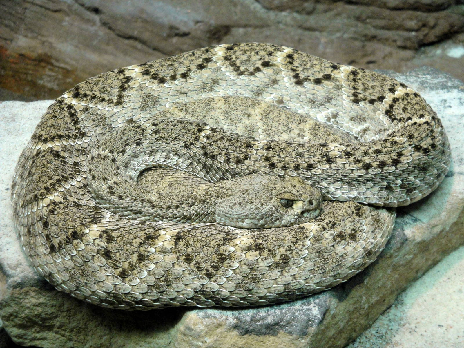 Western Diamondback Rattlesnake