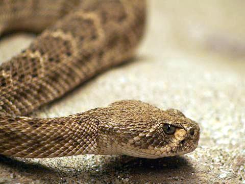 Western Diamondback Rattlesnake