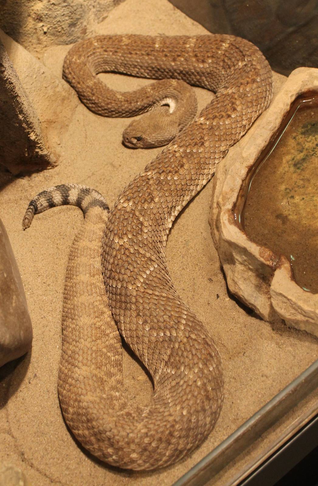 Western diamondback rattlesnake