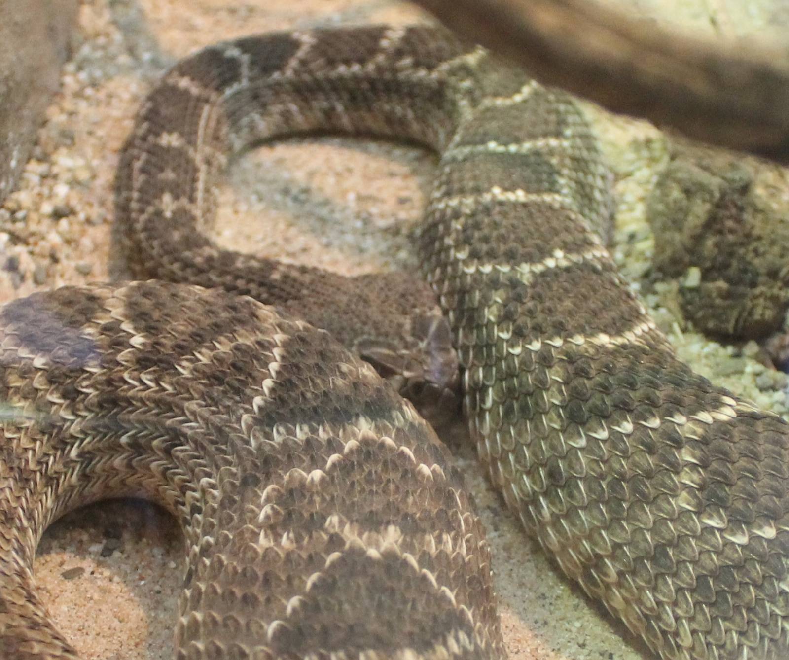 Western diamondback rattlesnake
