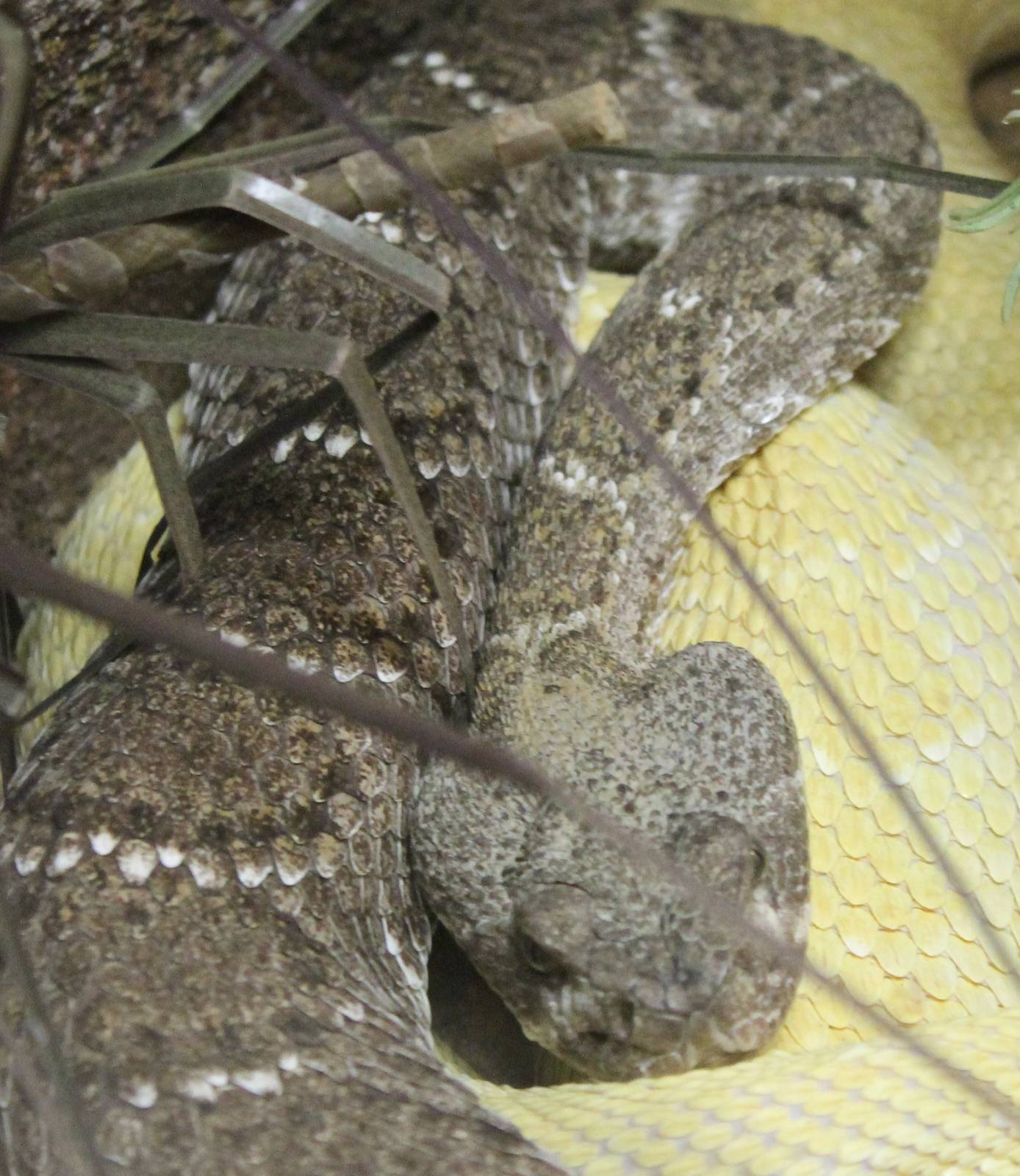 Western diamondback rattlesnake