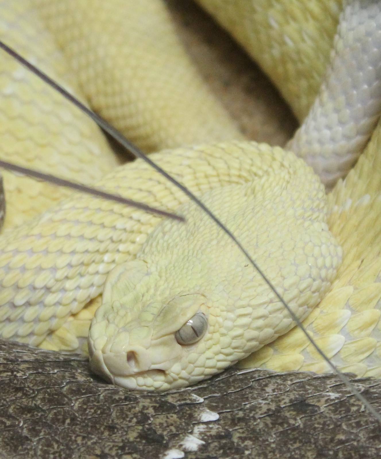 Western diamondback rattlesnake