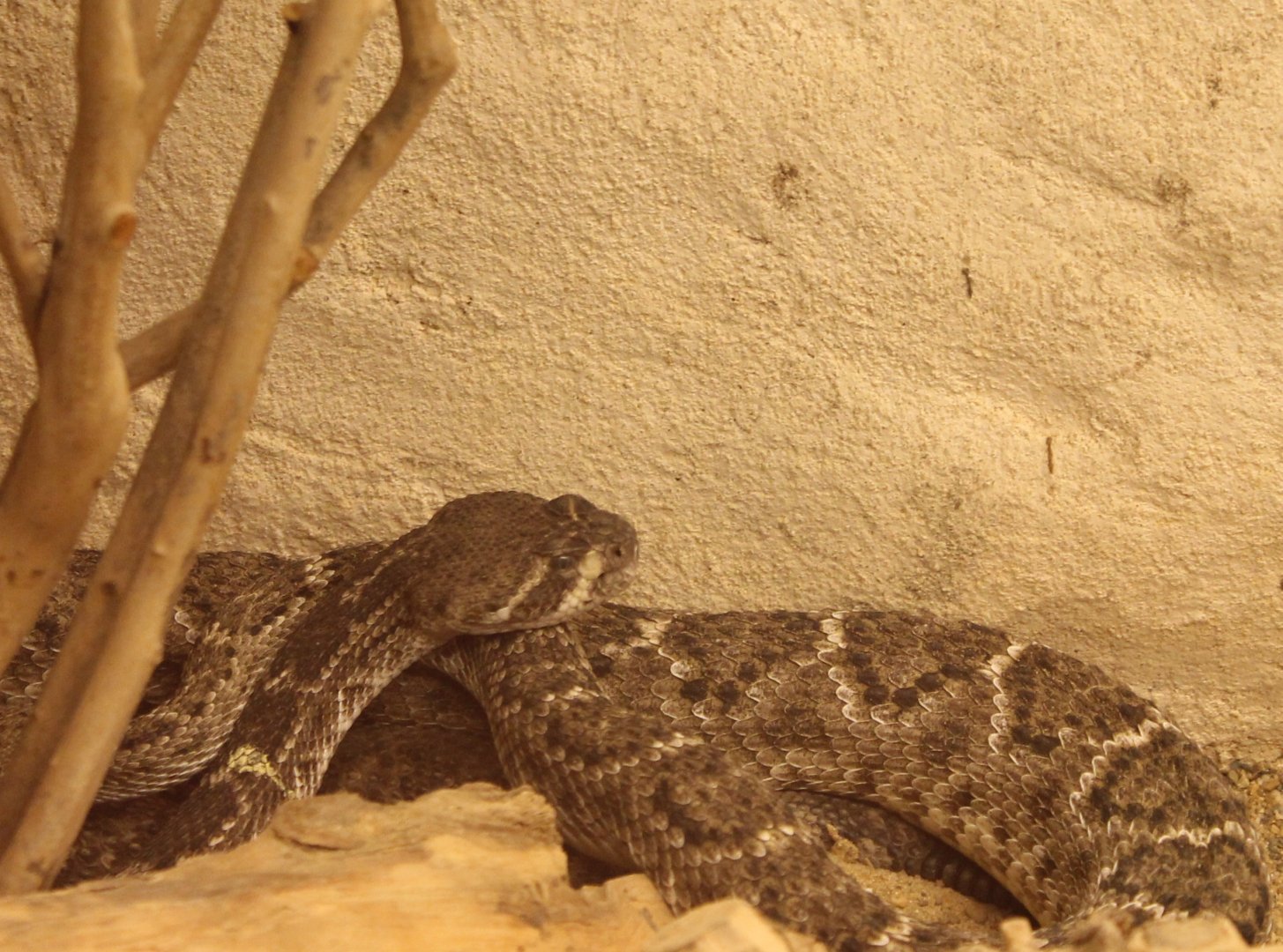Western diamondback rattlesnake