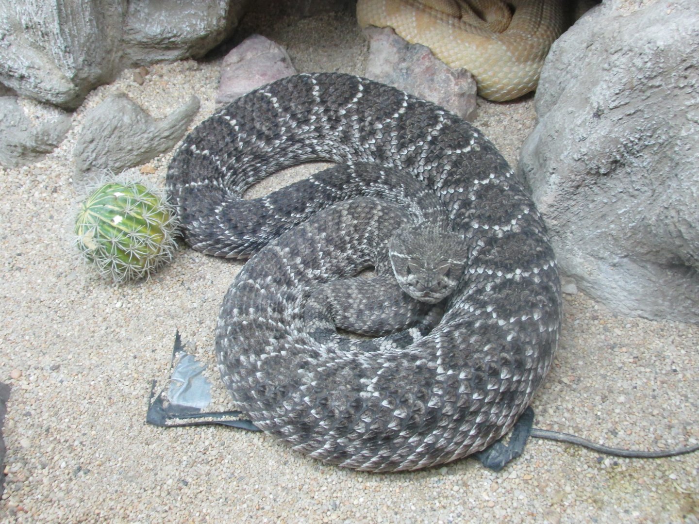 western diamondback rattlesnake