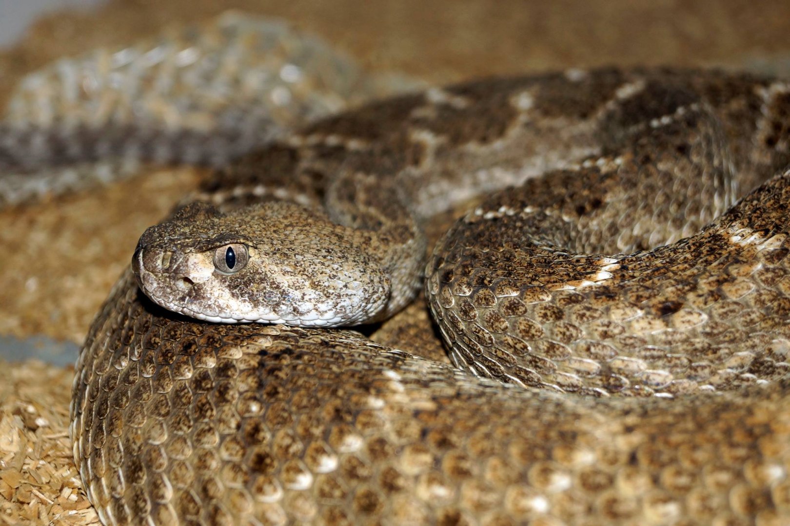 western Diamondback Rattlesnake