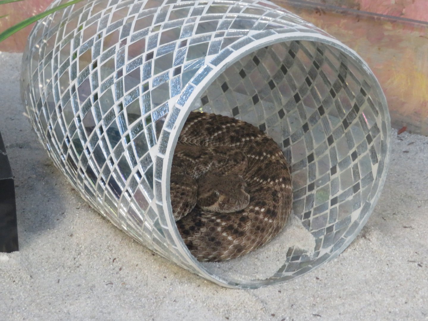 Western Diamondback Rattlesnake