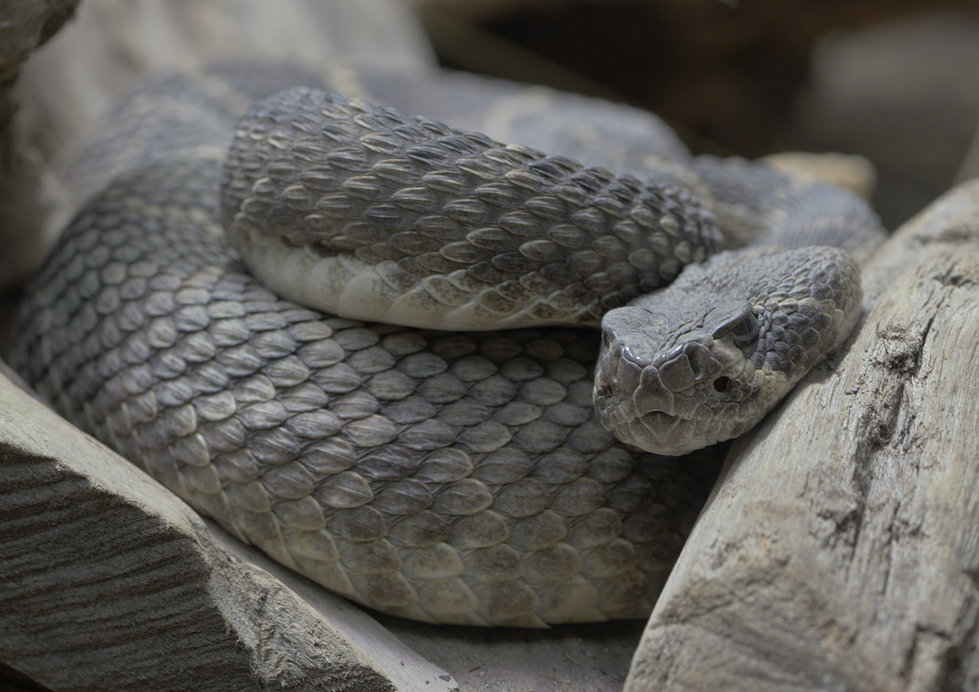 Western diamondback rattlesnake