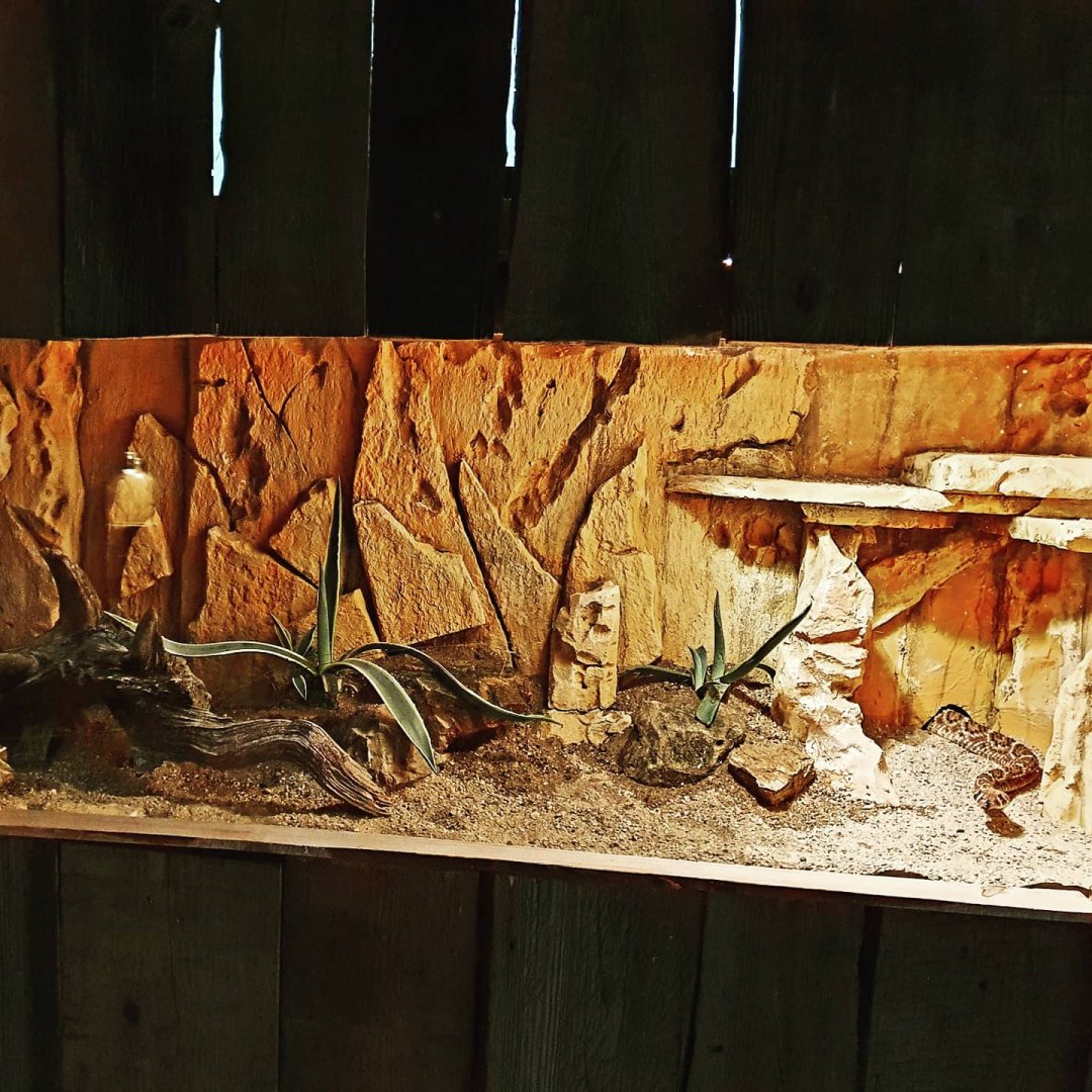 Western Diamondback Rattlesnake