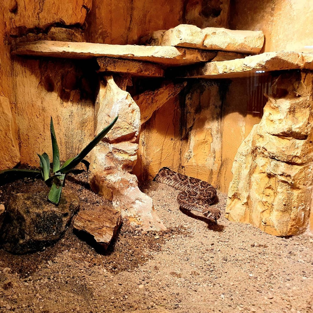 Western Diamondback Rattlesnake