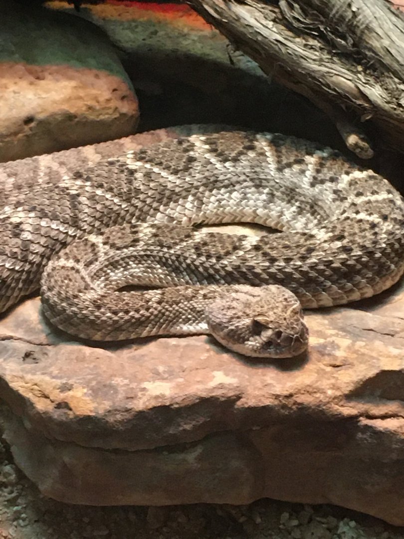 Western Diamondback Rattlesnake