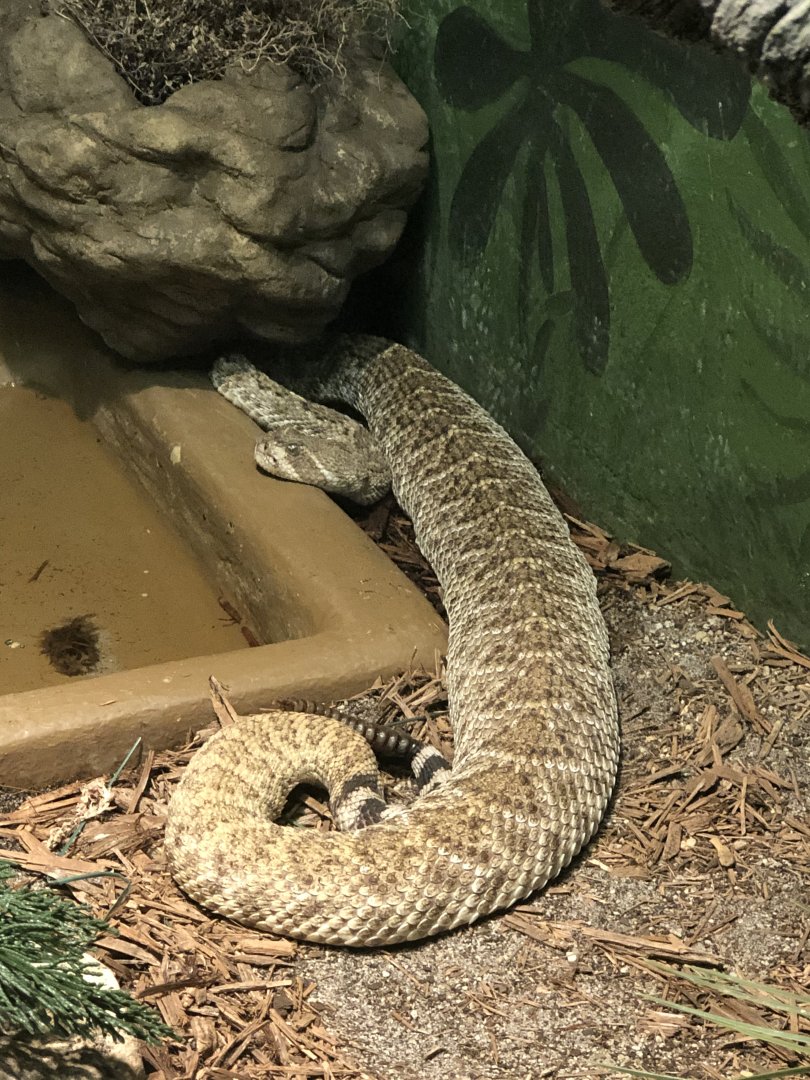 Western Diamondback Rattlesnake