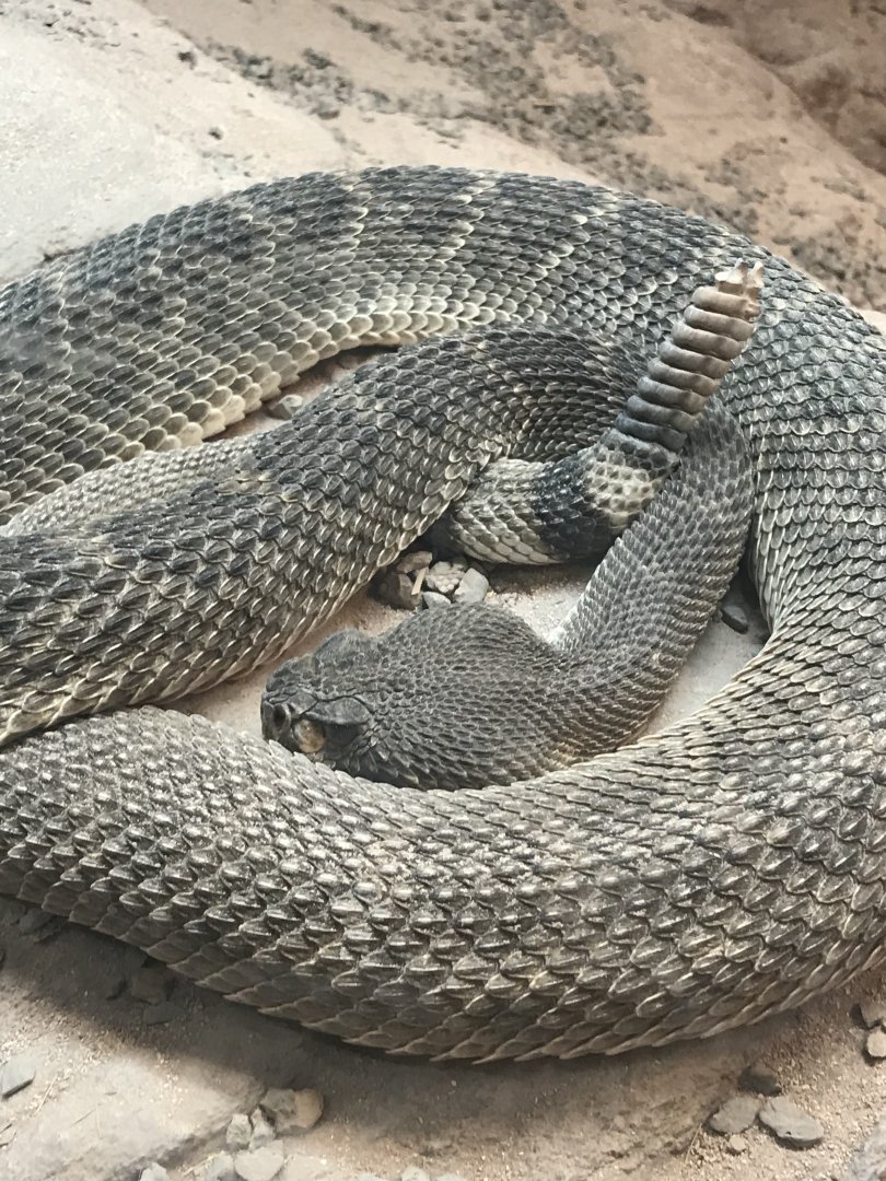 Western diamondback rattlesnake