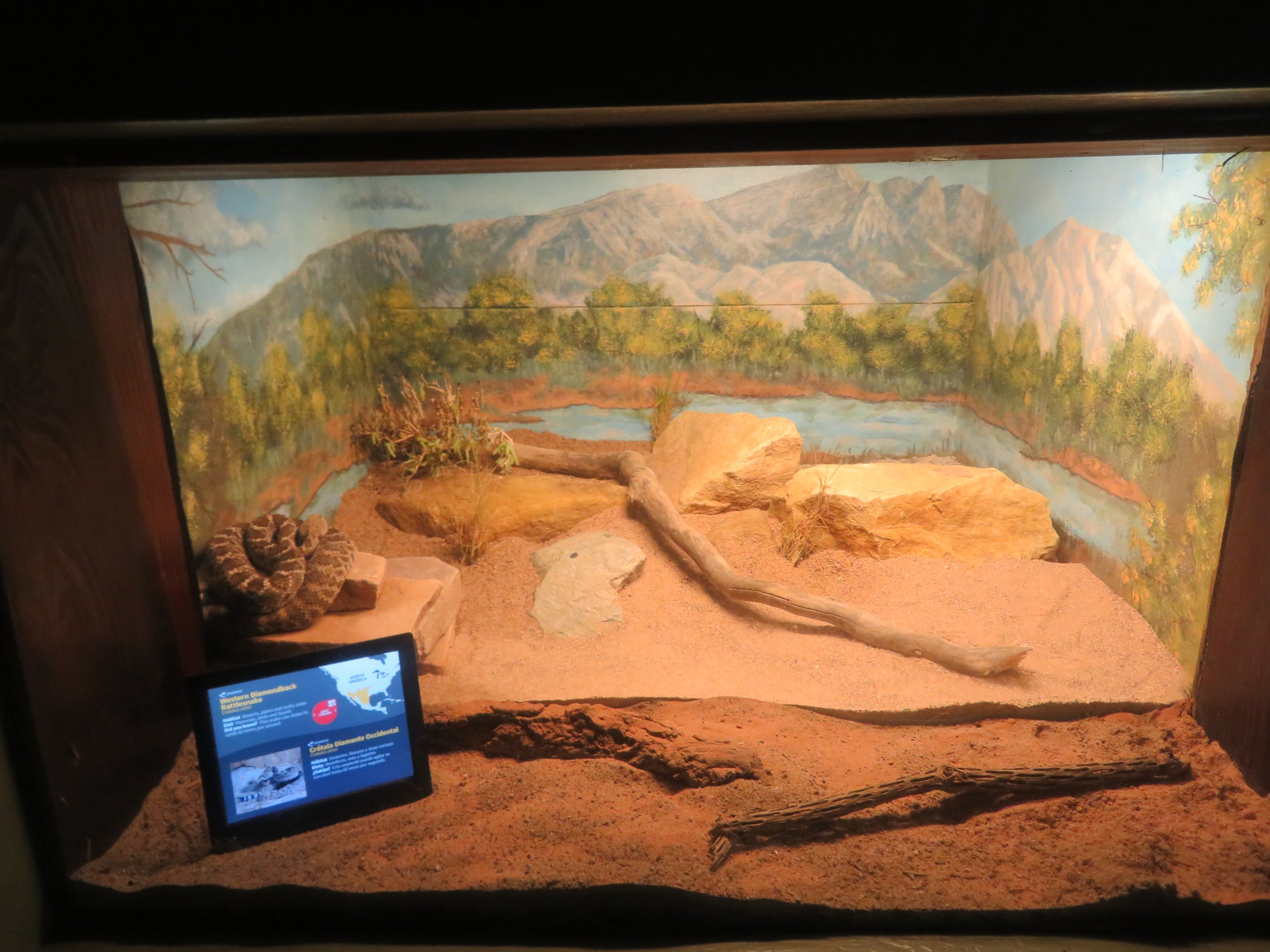 Western Diamondback Rattlesnake