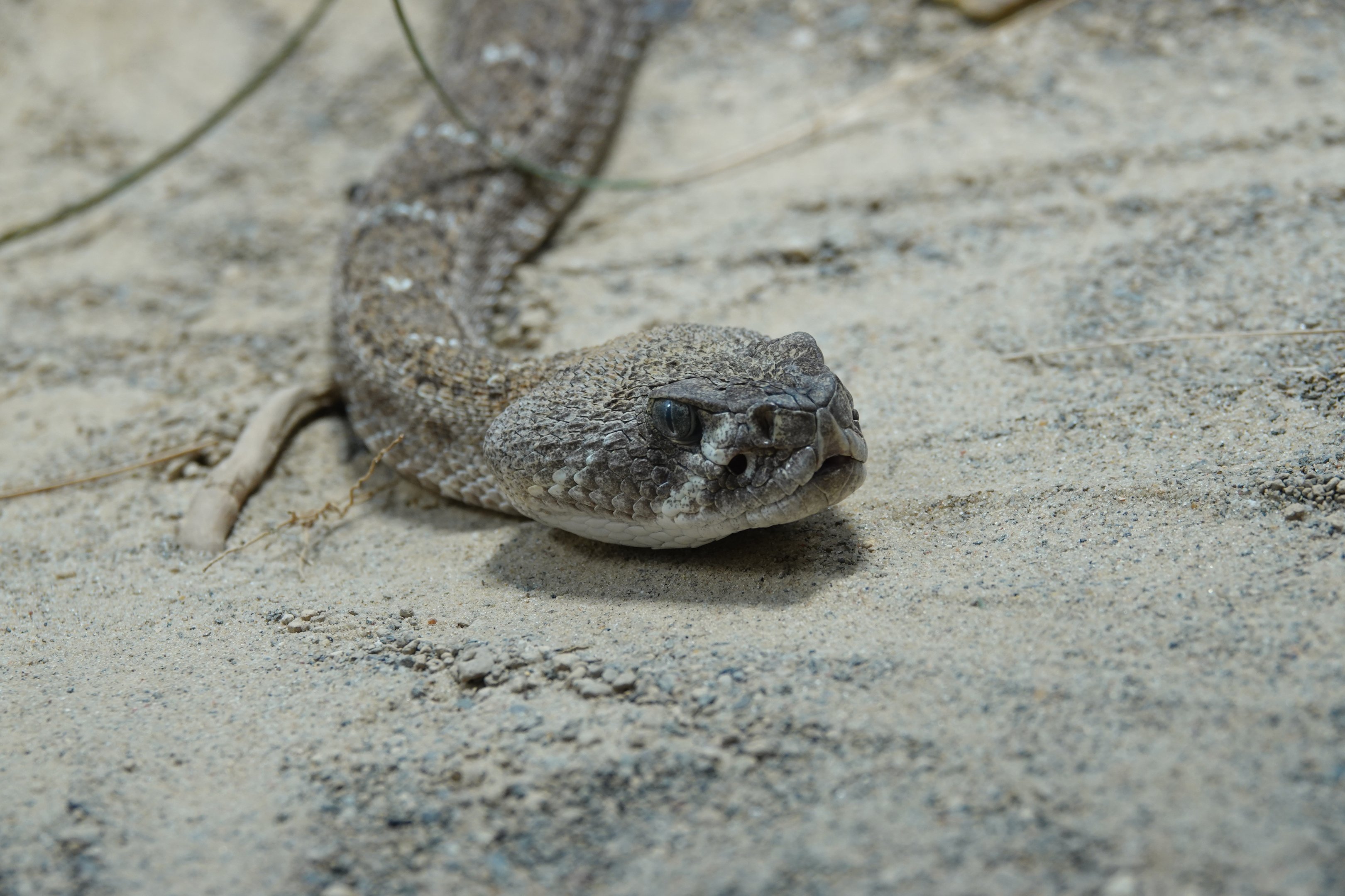 Western diamondback rattlesnake