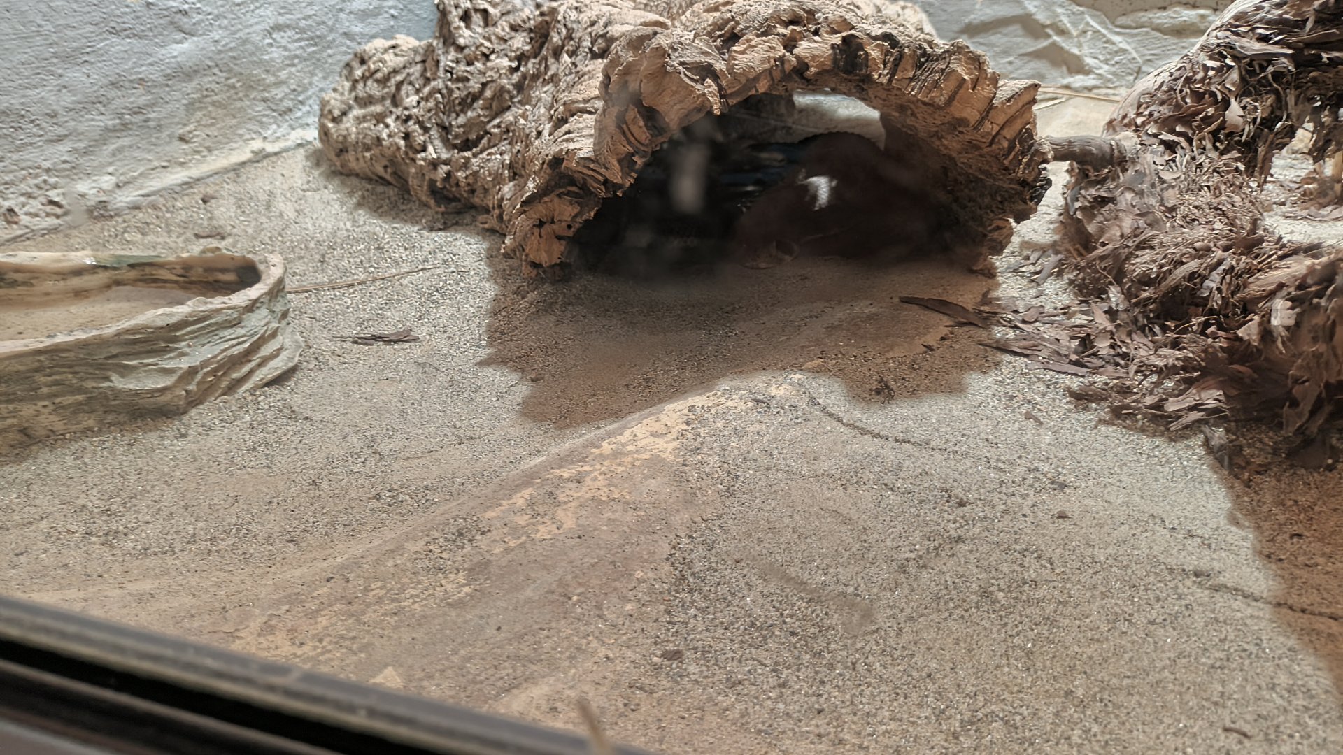 Western Diamondback Rattlesnake