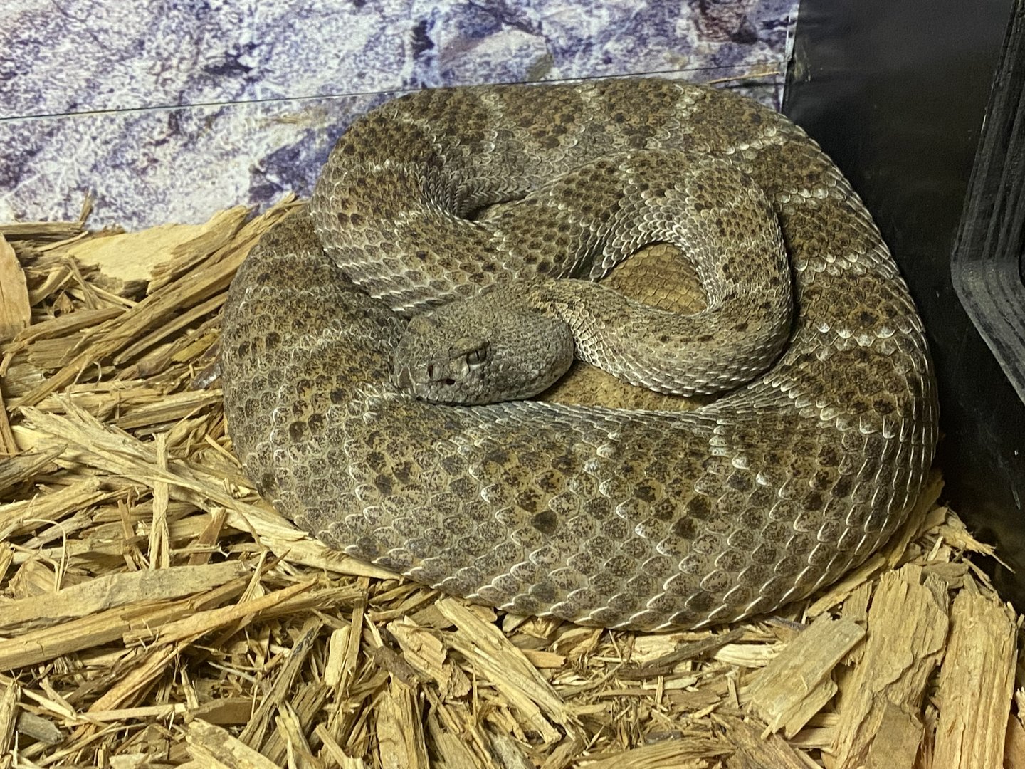 Western Diamondback Rattlesnake