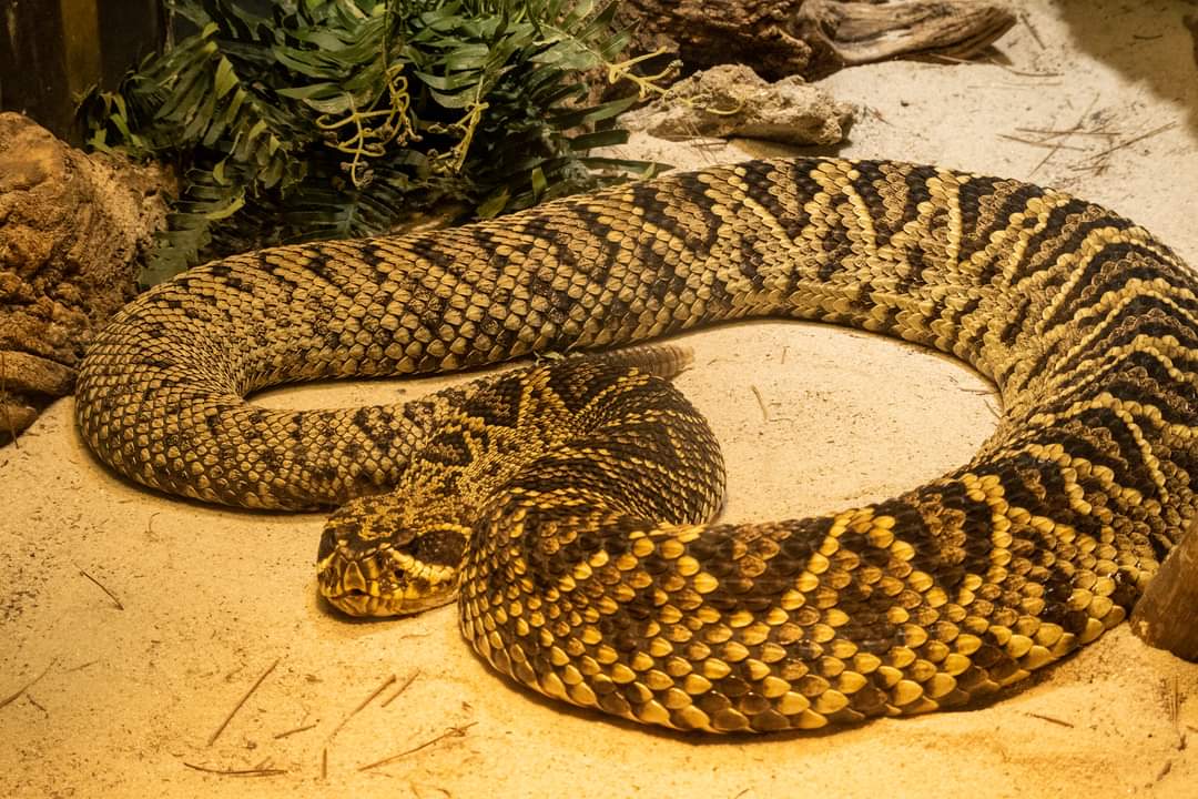 Western Diamondback Rattlesnake