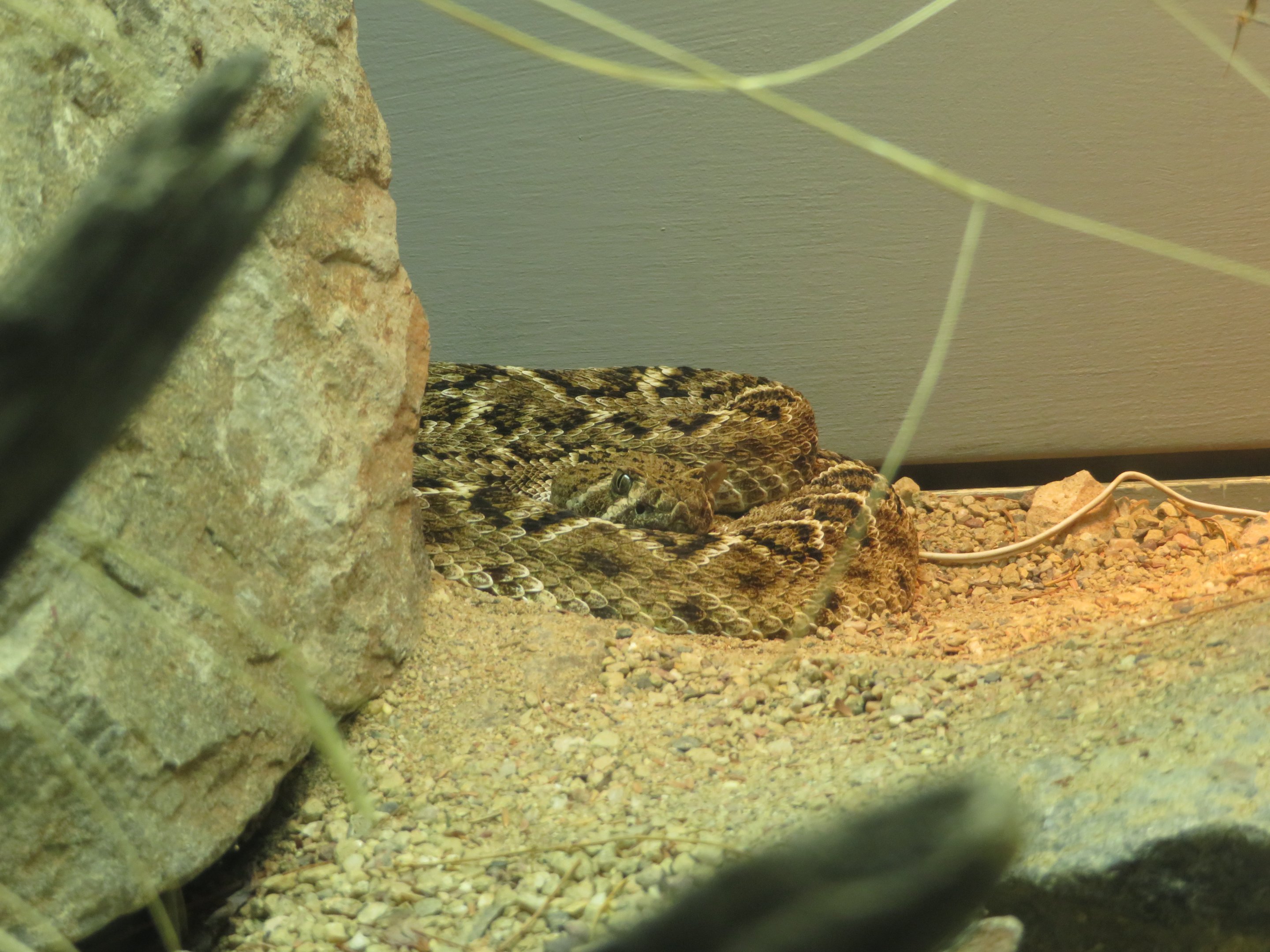 Western Diamondback Rattlesnake