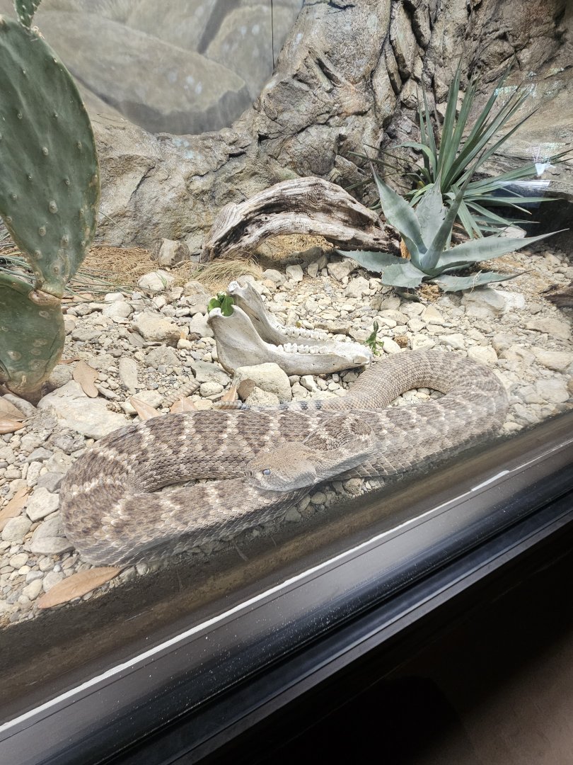 Western Diamondback Rattlesnake