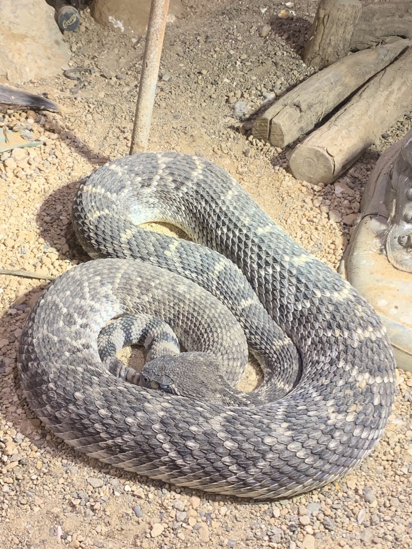 Western diamondback rattlesnake