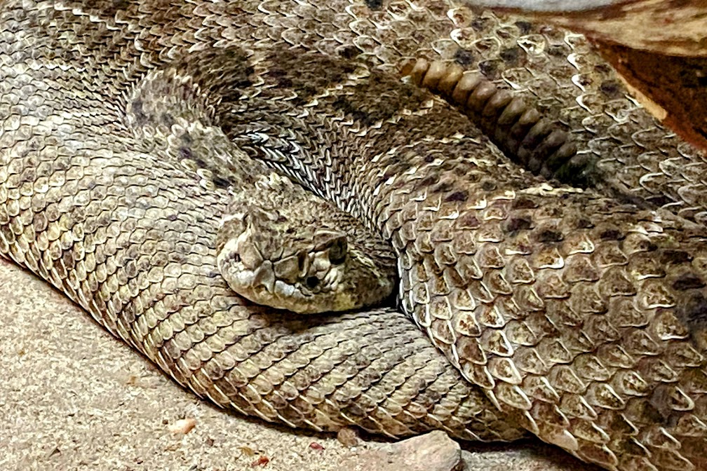 Western Diamondback Rattlesnake