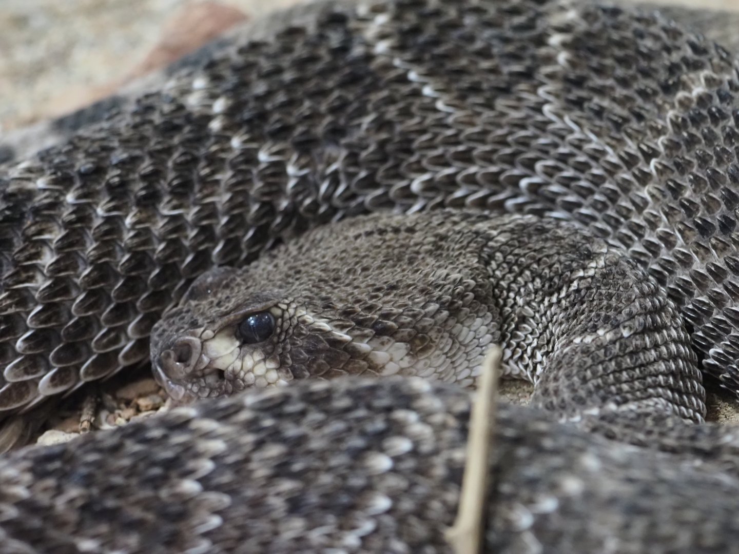 Western Diamondback Rattlesnake