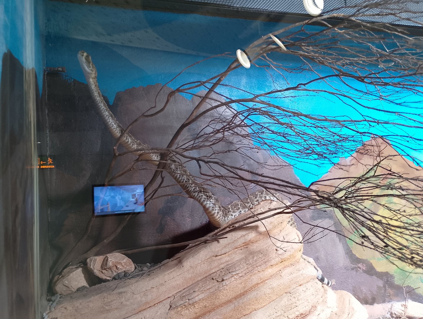 Western diamondback rattlesnake