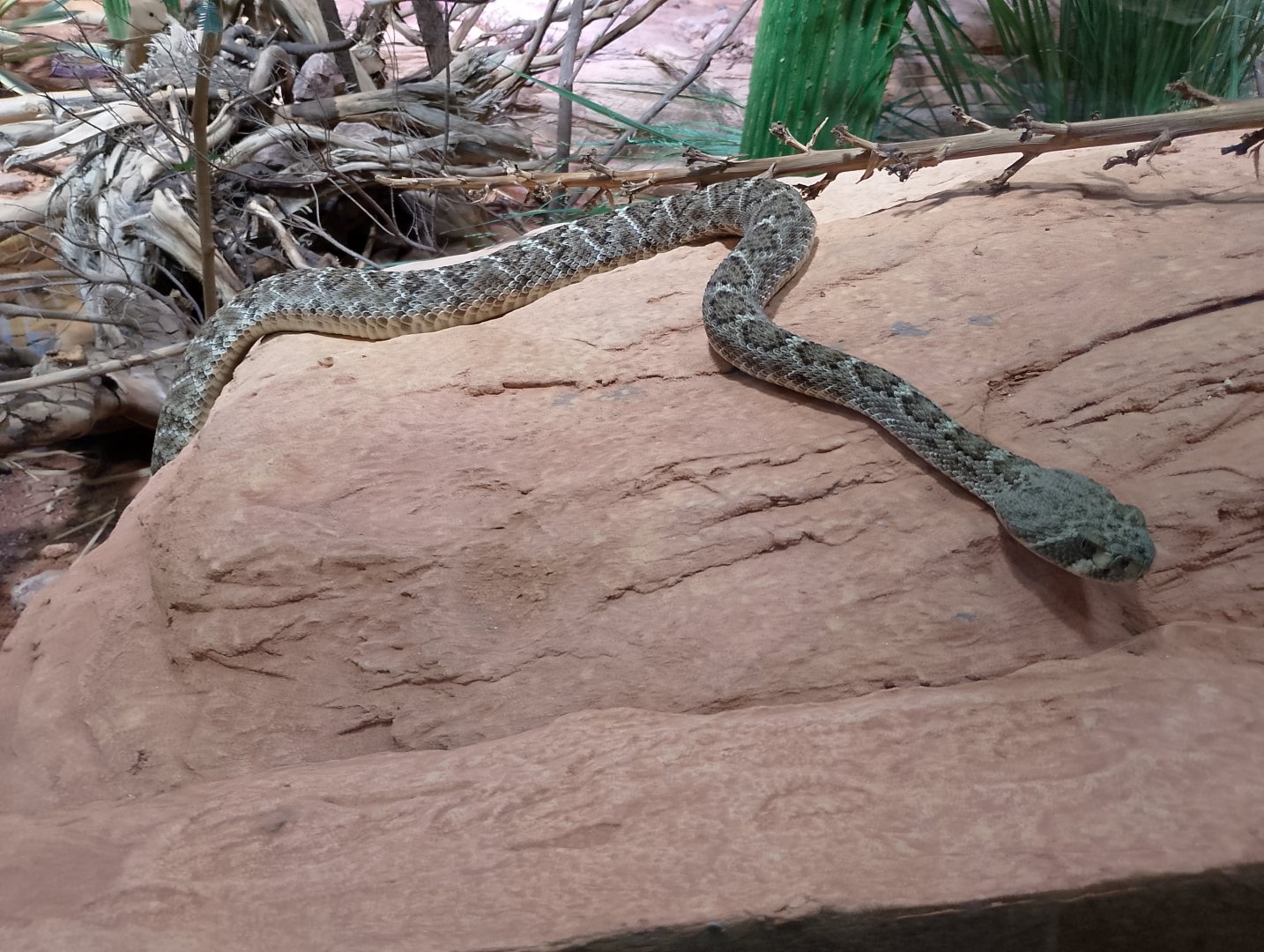 Western diamondback rattlesnake