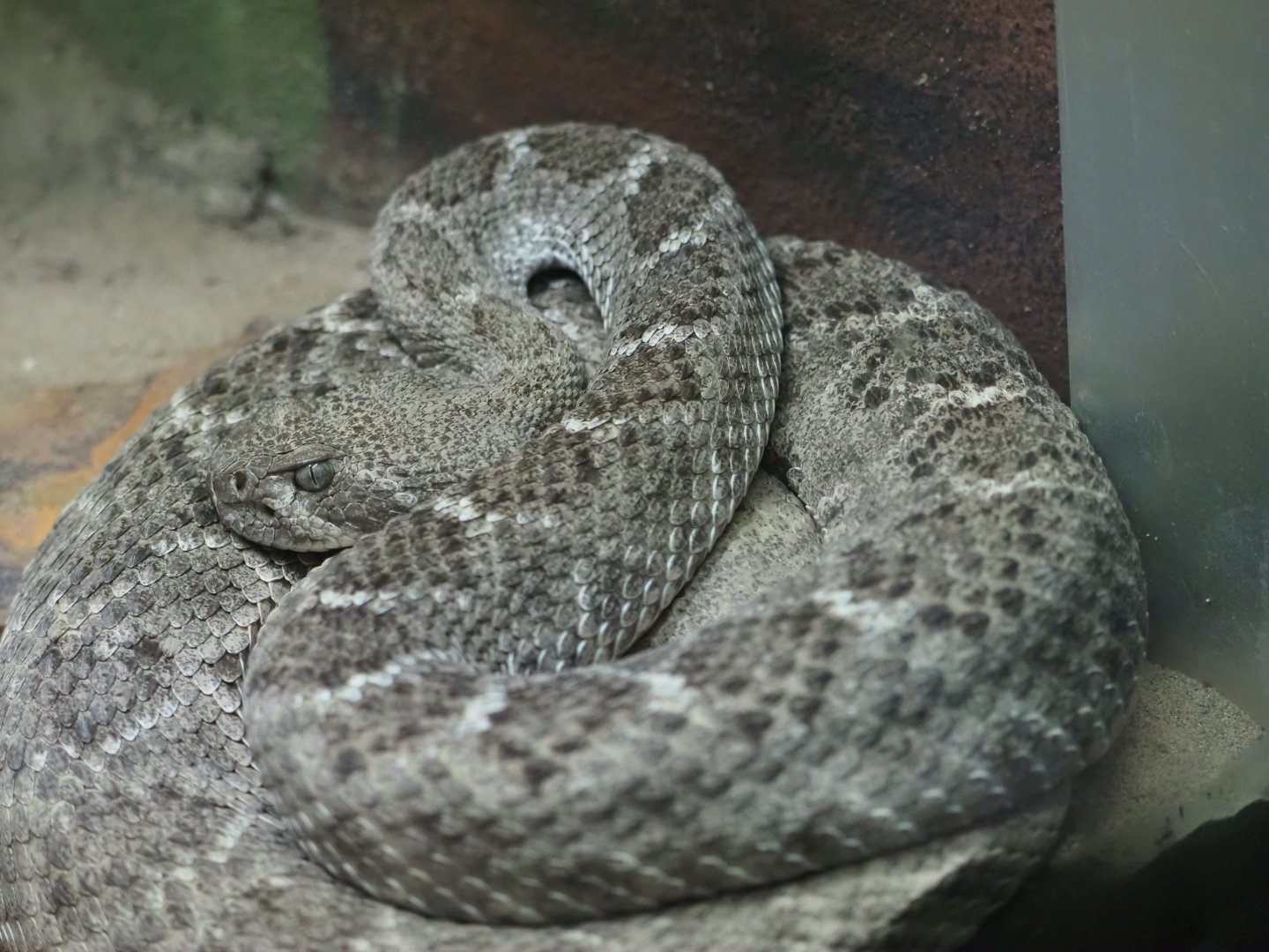 Western Diamondback Rattlesnake