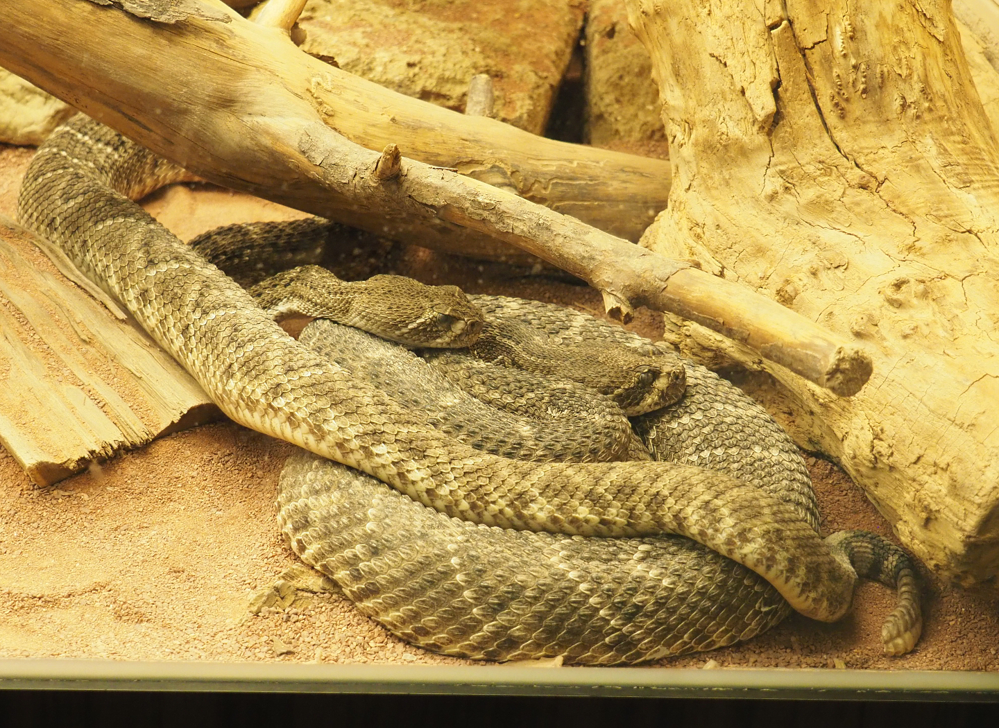 Western diamondback rattlesnakes (Crotalus atrox), 2022-03-16