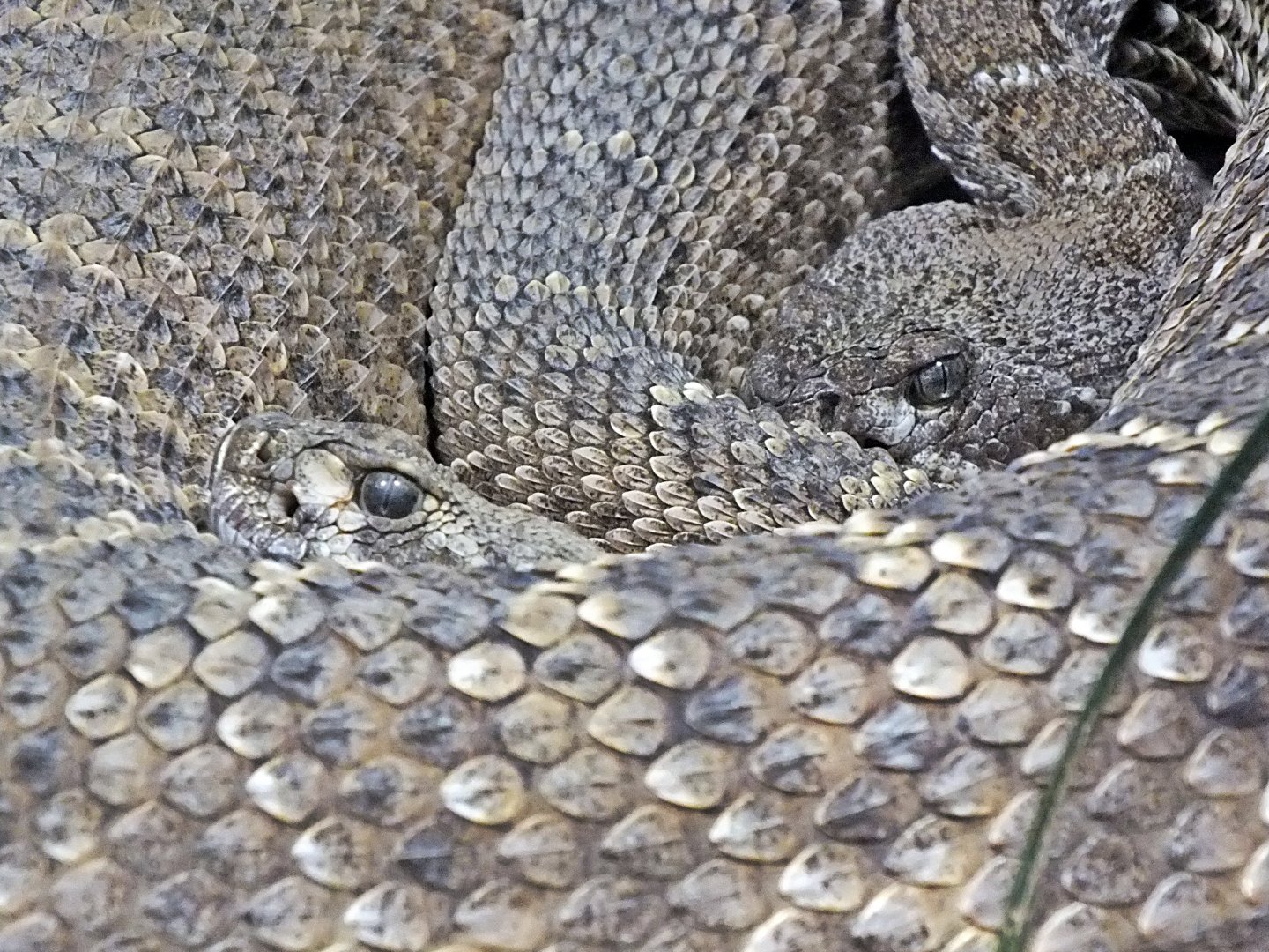 Western diamondback rattlesnakes