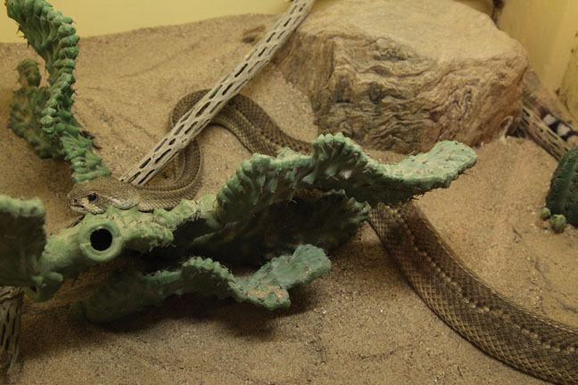 western diamondback (stripe morph)
