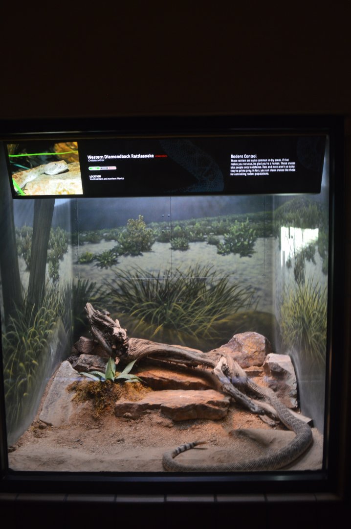 Western Diamondback Terrarium