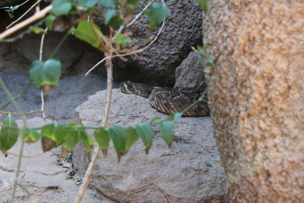 western diamondback