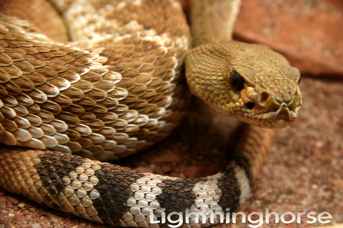 Western Diamondback