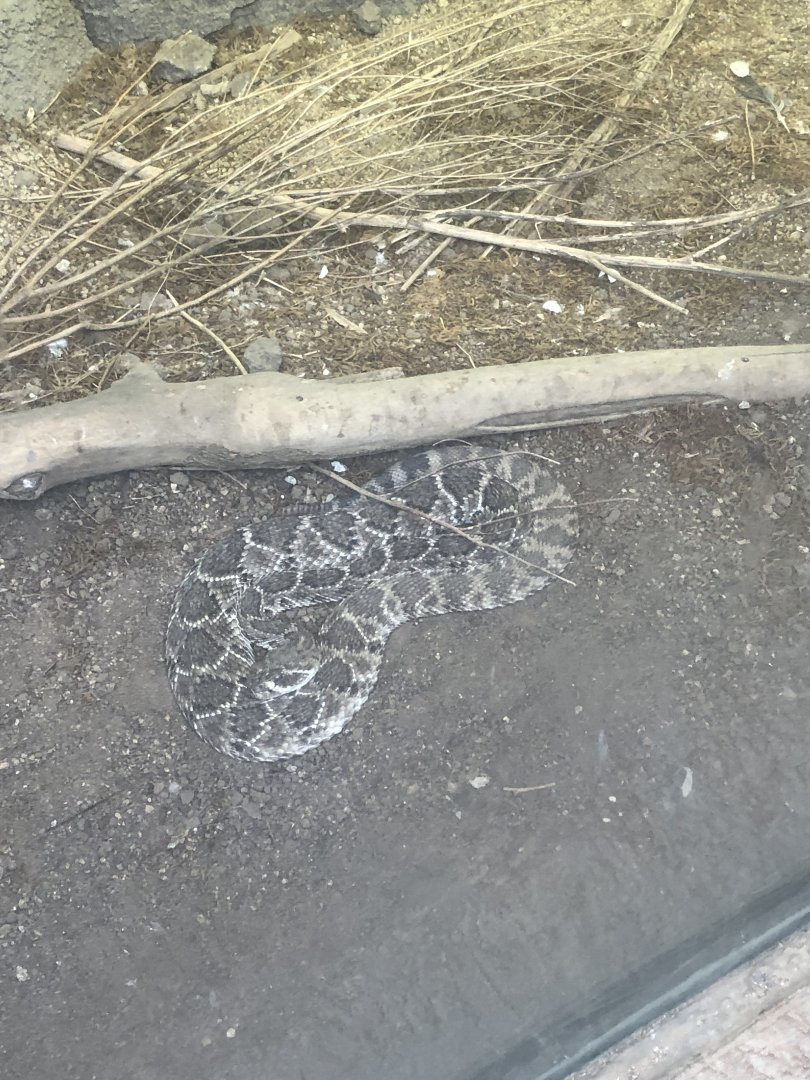 Western diamondback